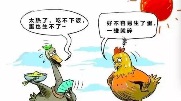 為啥夏季蛋雞腹瀉過(guò)料等腸道疾病反復(fù)不斷？一組簡(jiǎn)圖帶您看明白